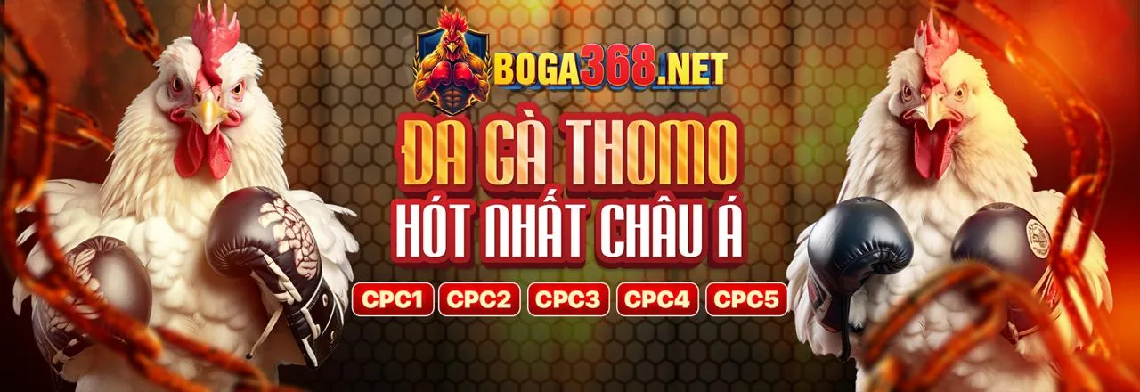 Hình ảnh giới thiệu hi8 đá gà, nền tảng cá cược trực tuyến hàng đầu Việt Nam